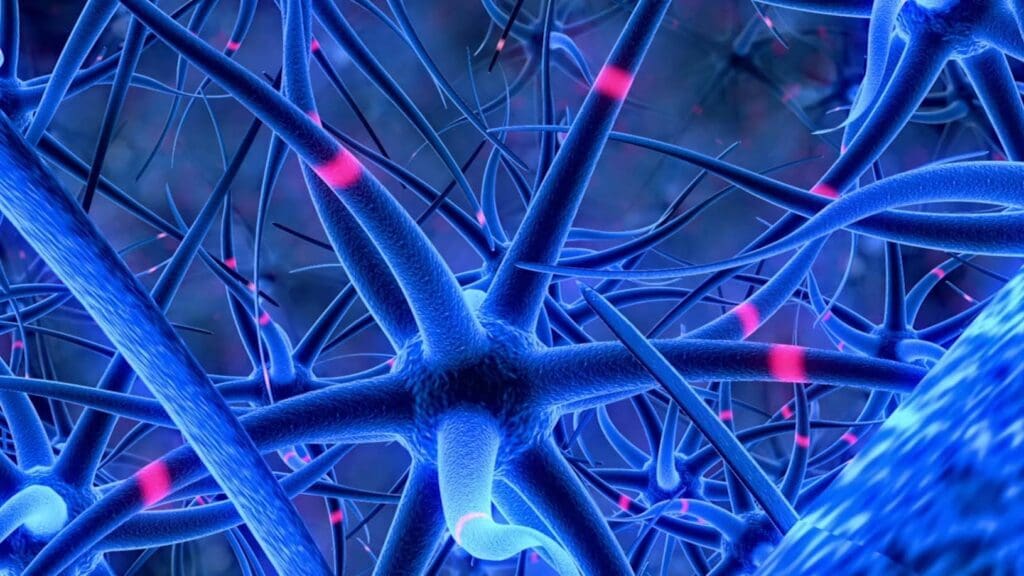 blue and pink neurons in a fruitfly brain